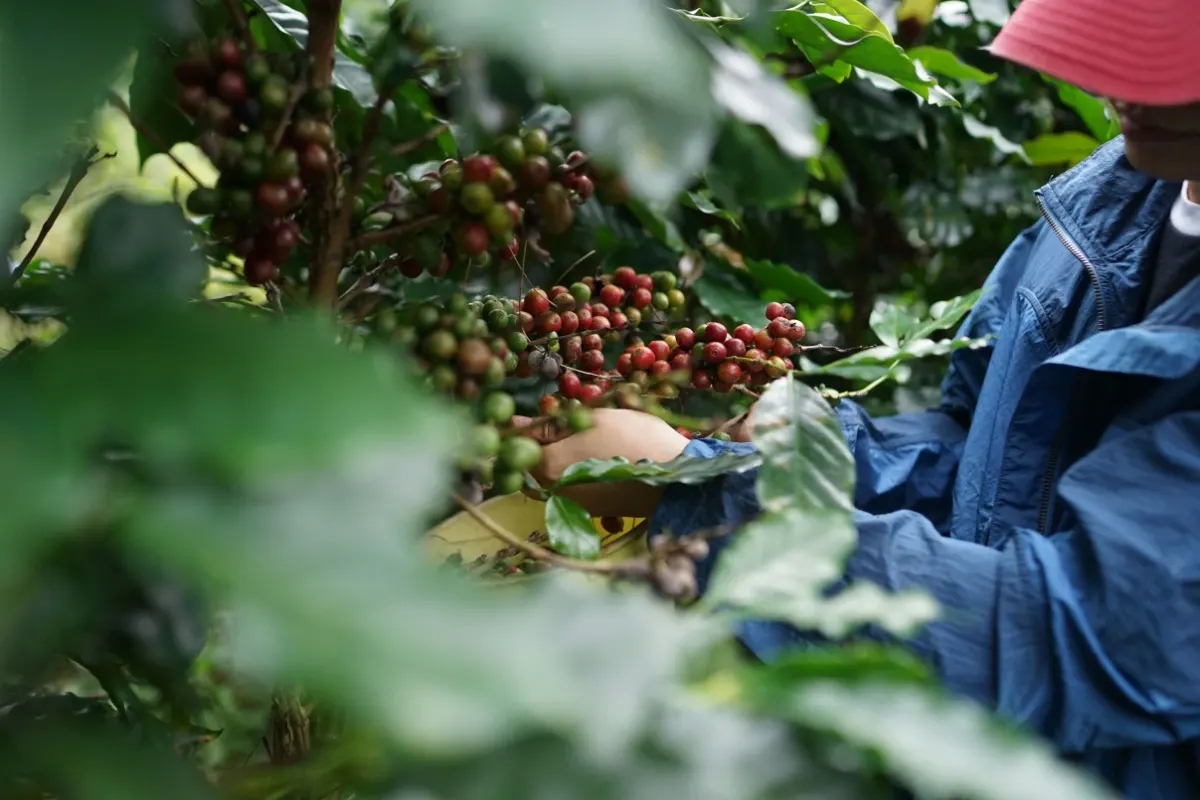 Pandawa Agri